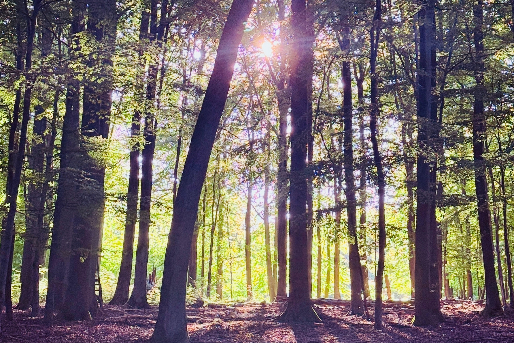3-tägiges Fortgeschrittenen-Psilocybin-Retreat in den Niederlanden 5