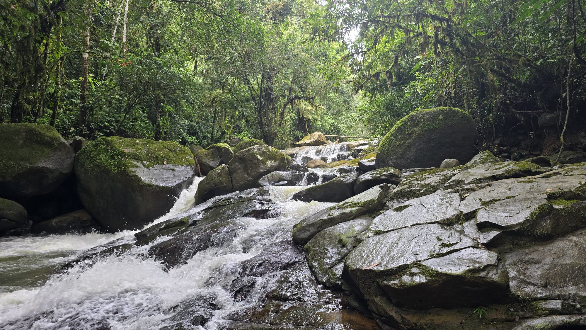 Retiro privado de 3 dias com psilocibina – Regressar a Casa, Costa Rica 25