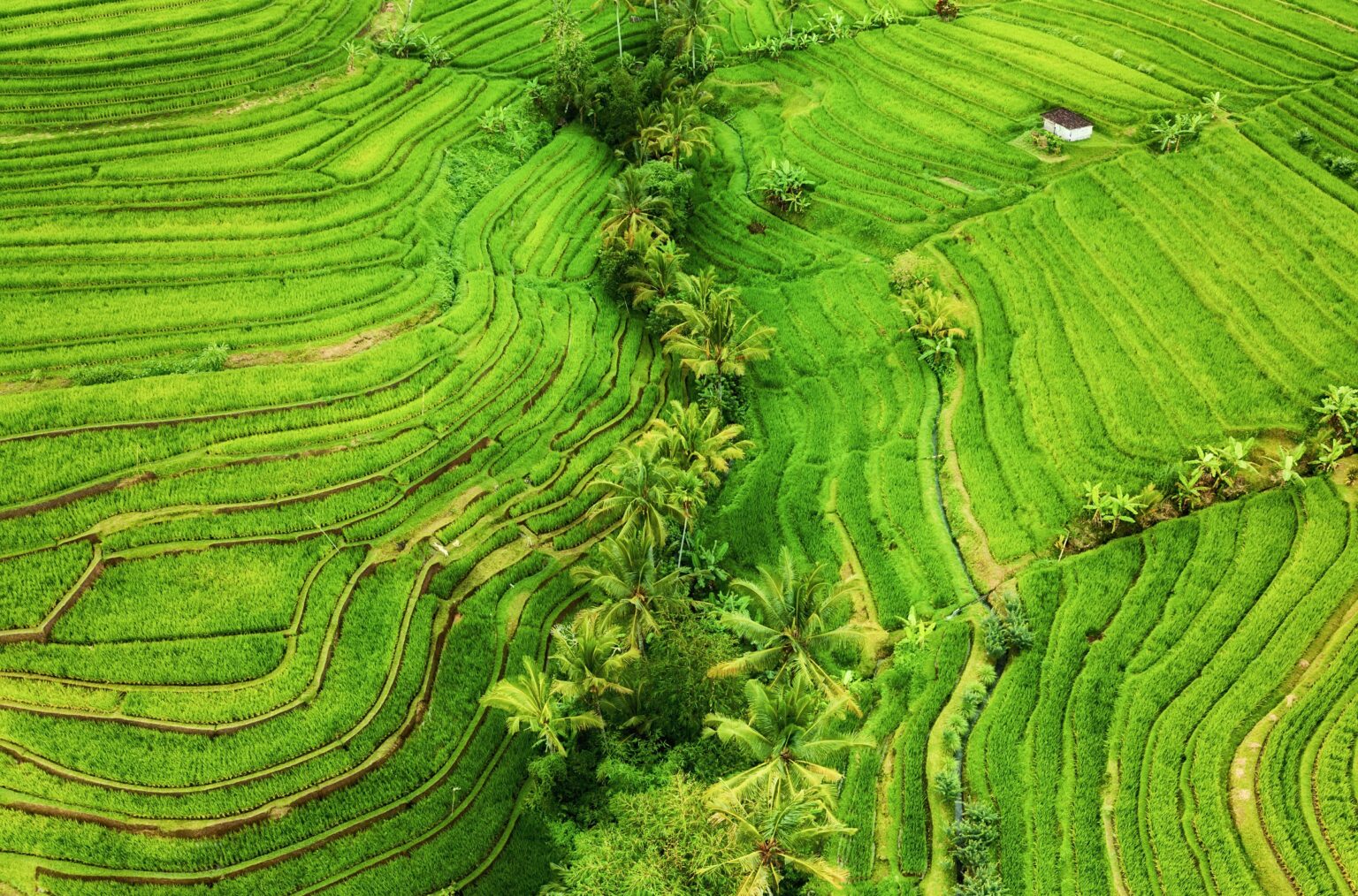 4 Day Self-Healing, Sound Bath, Yoga & Meditation Retreat, Bali 5