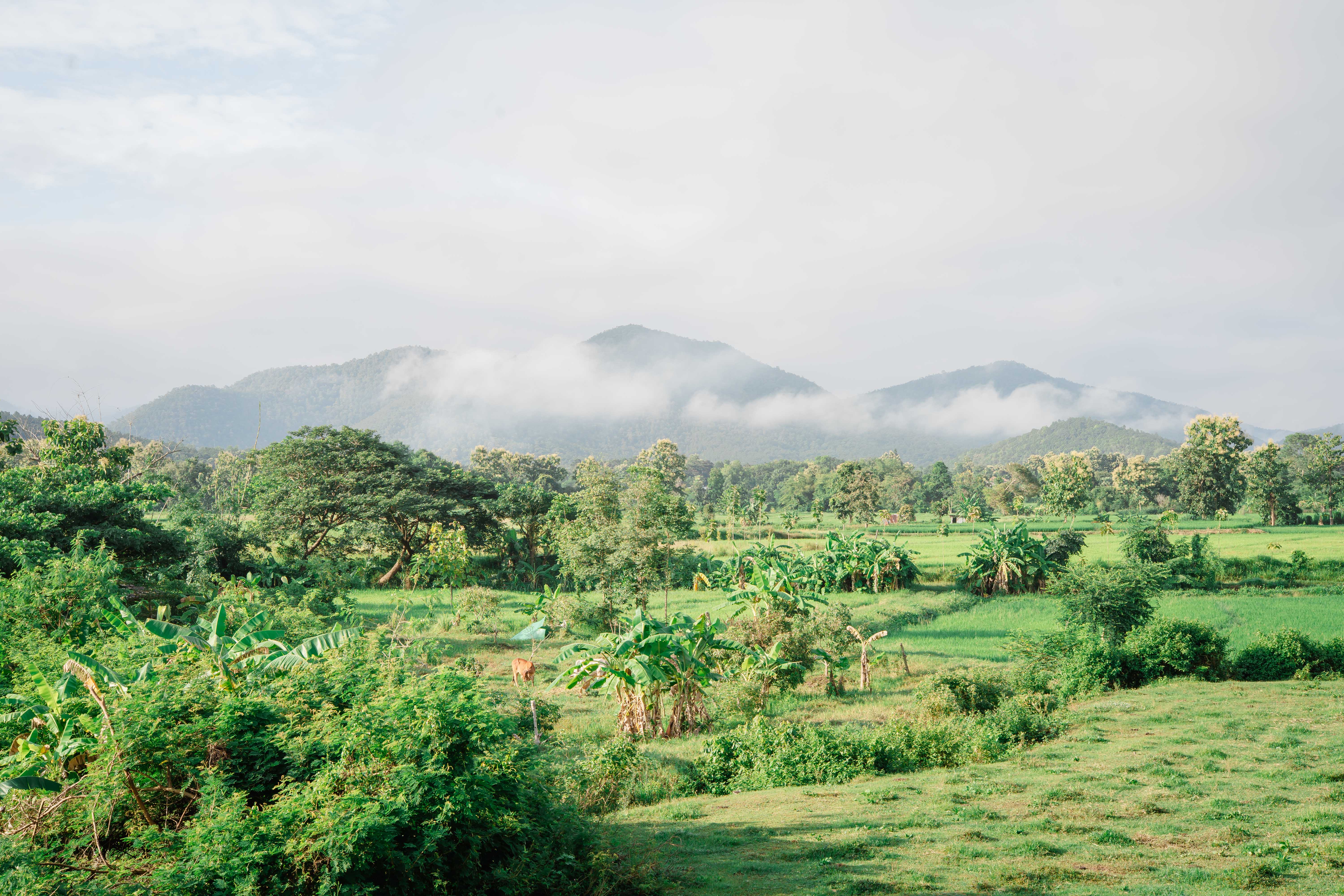 6 Day Yoga Retreat: Holistic Healing in Chiang Mai, Thailand 5