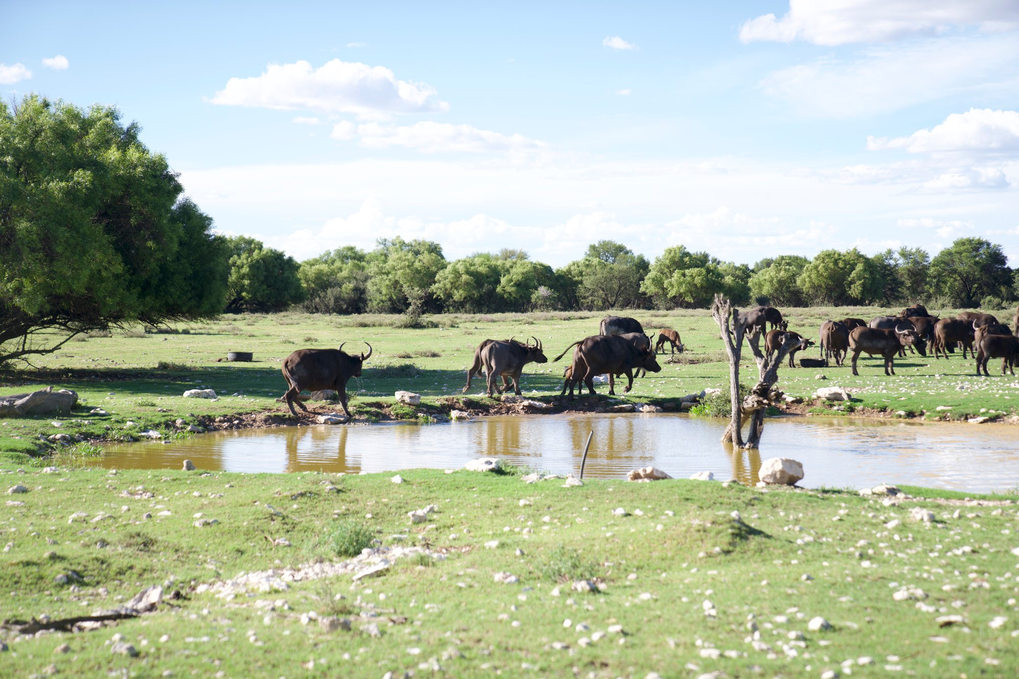 Regressar ao Eu Selvagem | Retiro de Bem-Estar e Vida Selvagem de Luxo na África do Sul 57