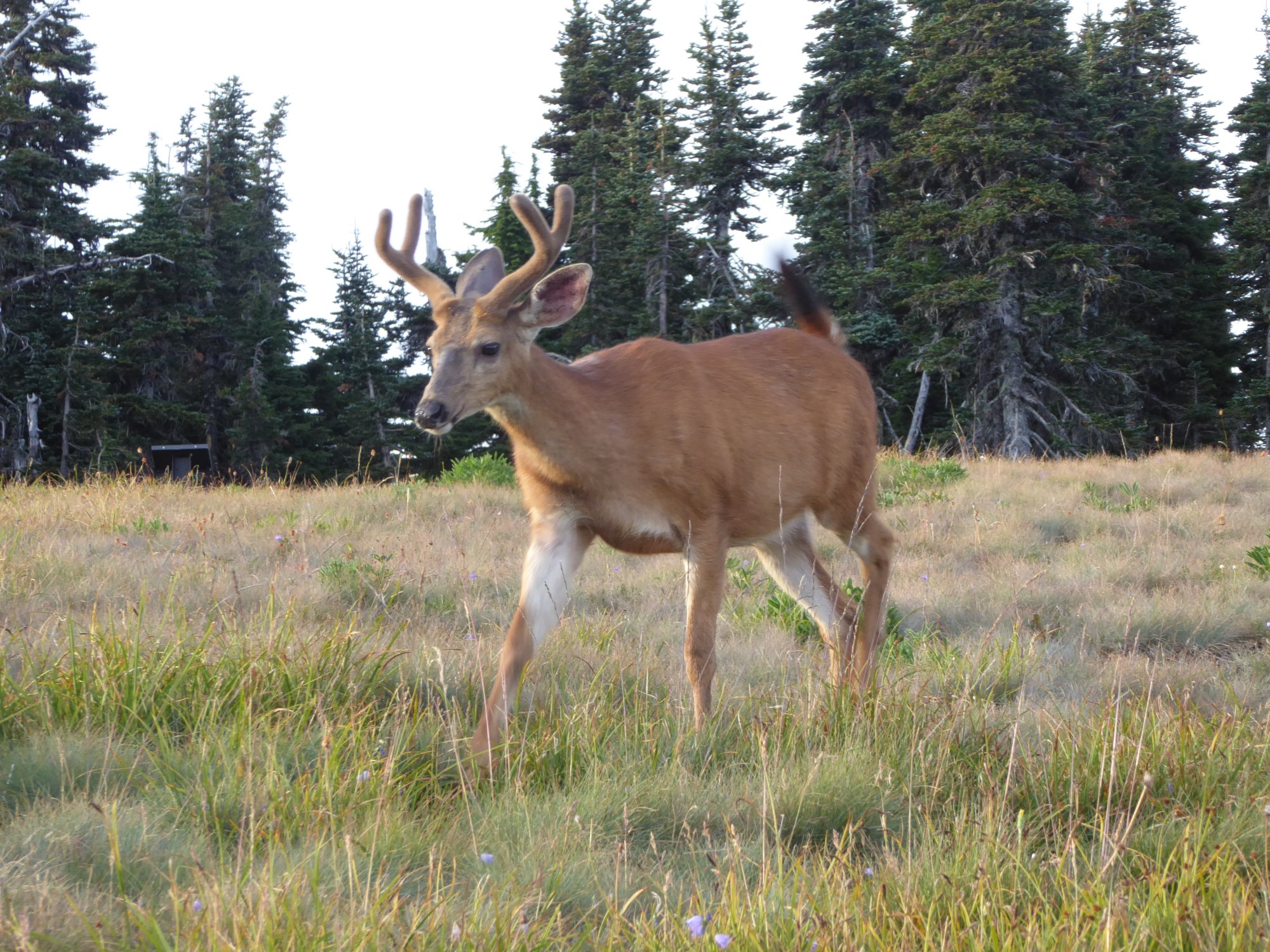 Olympic National Park Retreat 3