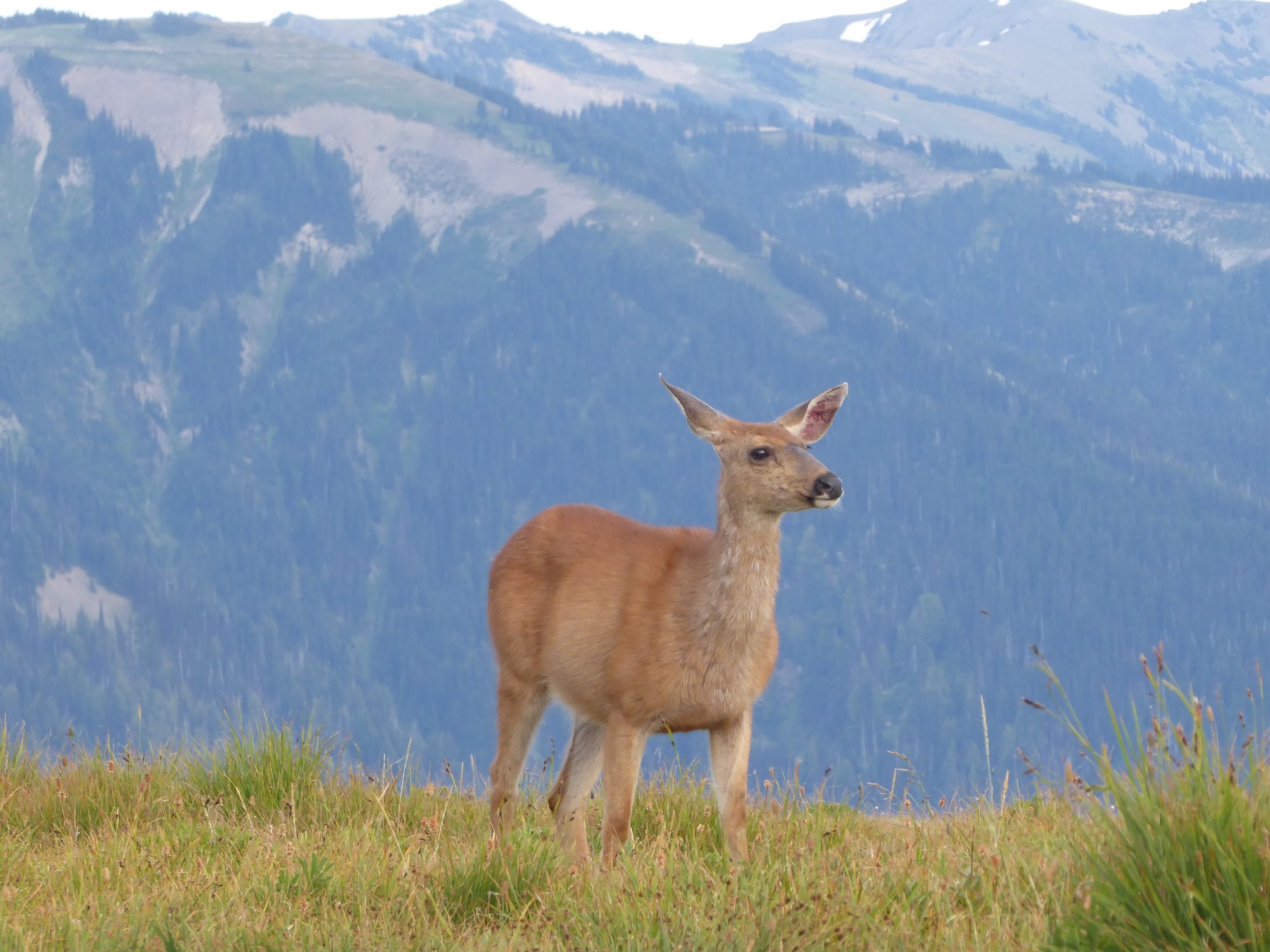Olympic National Park Retreat 2