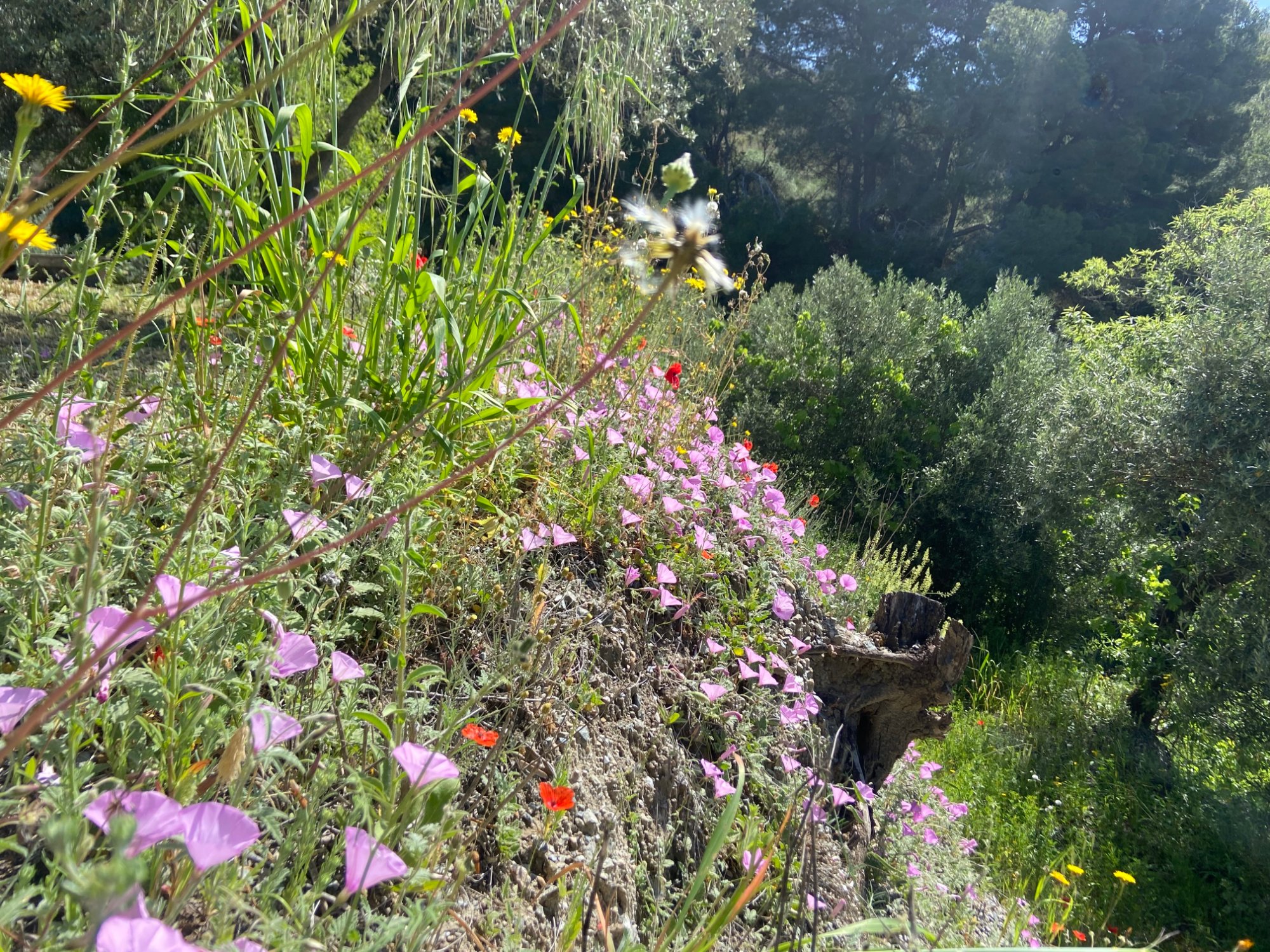 7 Day Somatic Movement and Dance Retreat From Bracing To Inner Sparkle, Spain 3