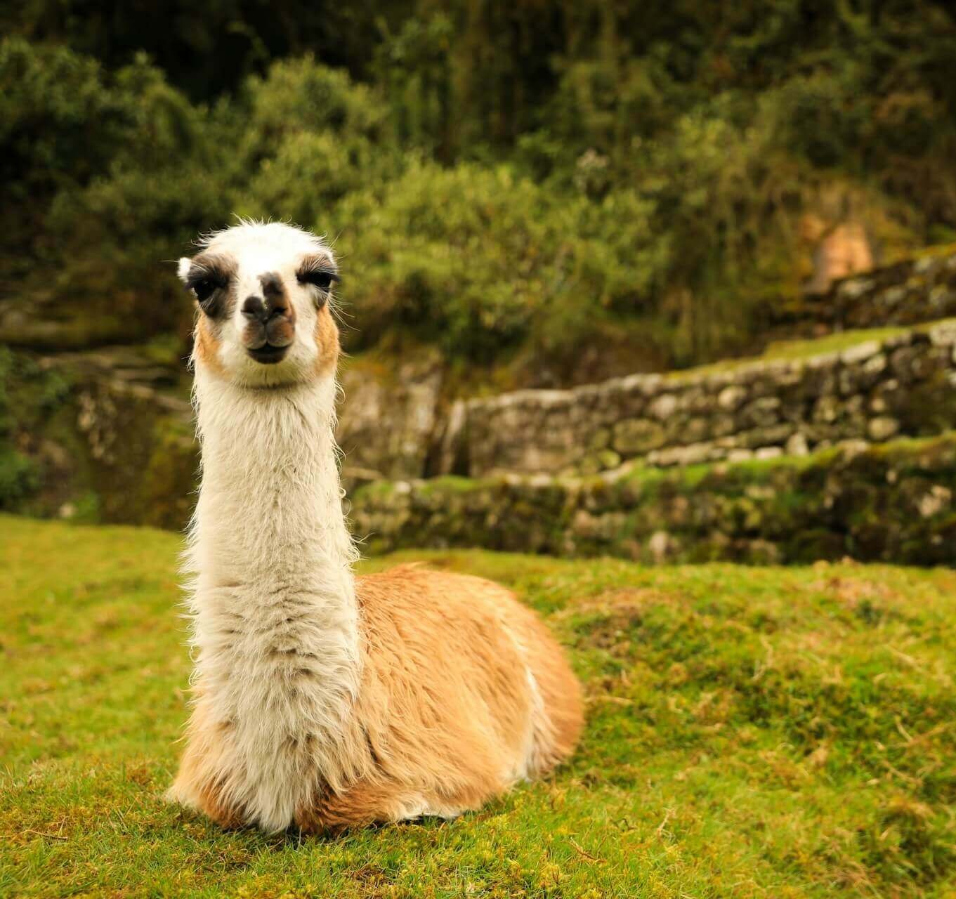 Trektocht naar een oude Inca-site & Wachuma-plantenmedicijnretreat 10